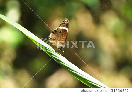 玉帶黛眼蝶 31530862