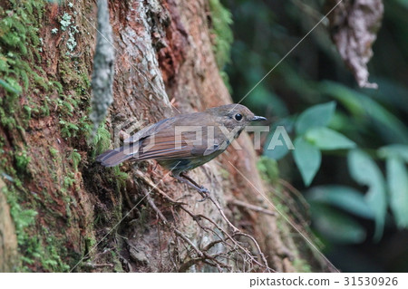 White-tailed owl 31530926
