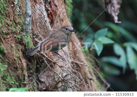 白尾鴝 白尾鴝 31530933