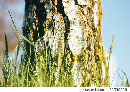 birch forest in sunlight birch forest in sunlight 31530956