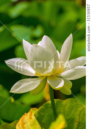 Lotus flower  31530957