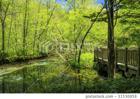 Kamikochi Fresh green 31530958