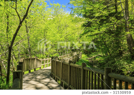 Kamikochi Fresh green 31530959