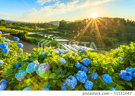 Chihaya Kosaka Village Taneda Sunset 31531047
