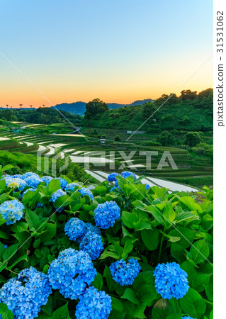 Chihaya Kosaka Village Rice Terrace Dusk Chihaya Kosaka Village Rice Terrace Dusk 31531062