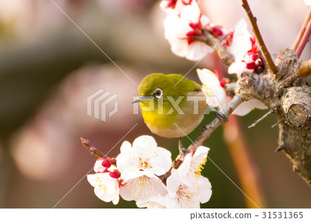 Mejiro on white plum 31531365