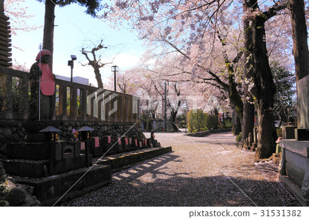 A cherry tree that covers the approaching paths where the Jizo stands A cherry tree that covers the approaching paths where the Jizo stands 31531382