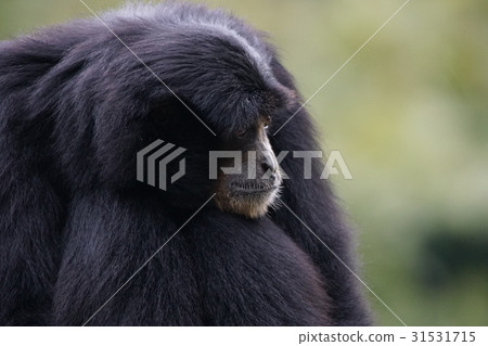 Flying gibbon 31531715