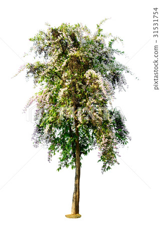 Tree ( Lagerstroemia speciosa ) isolated on white 31531754