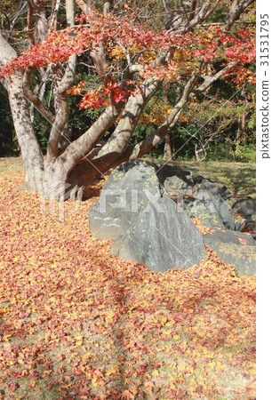 福島縣奈良町的天神體育公園，落葉引起秋葉多彩的季節 31531795