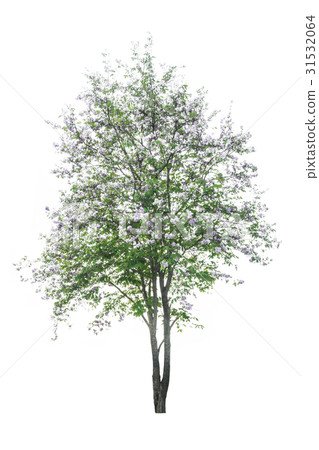 Tree ( Lagerstroemia speciosa ) isolated on white 31532064