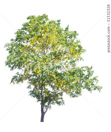 yellow flower tree, Cassia fistula isolated yellow flower tree, Cassia fistula isolated 31532326