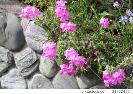 地面粉紅色 31532451