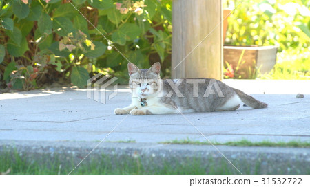 Relaxing cat 31532722