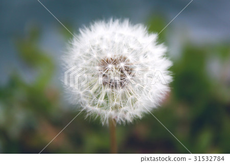 Close up of grown dandelion and dandelion seeds 31532784