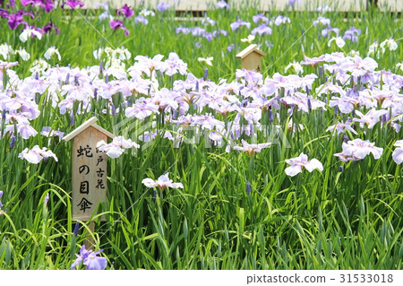 The irises garden of Yamadakeke Park 31533018
