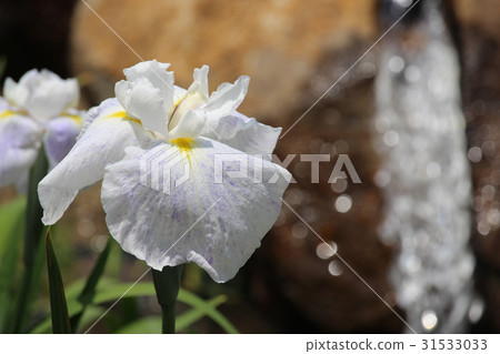 The irises garden of Yamadakeke Park The irises garden of Yamadakeke Park 31533033