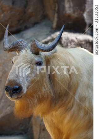Golden takin 68 Golden takin 68 31533053