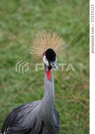 HOOJIRO COMMUNIED ZUL 9 31533123