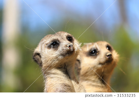 meerkat meerkat 31533235