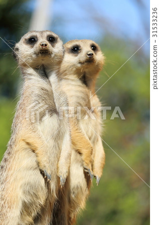 A good friend Meerkat 31533236