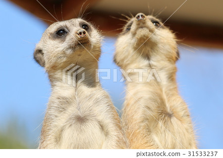 A good friend Meerkat A good friend Meerkat 31533237