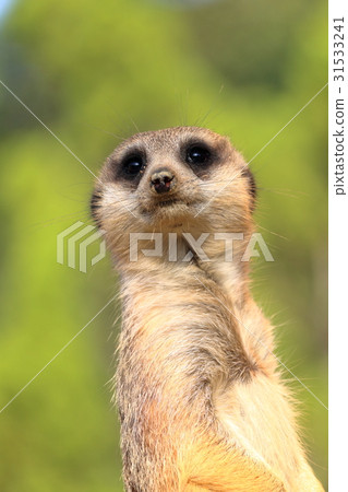 Look at Meerkat 31533241