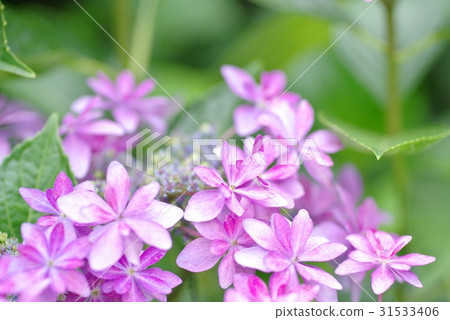 Purple red pyroclastic hydrangea pale image 31533406