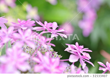 Red purple cracked hydrangea Low point of view Pale image 31533407