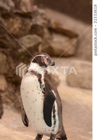 Humboldt penguin 123 Humboldt penguin 123 31533619