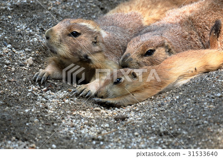 草原土撥鼠家庭 草原土撥鼠家庭 31533640