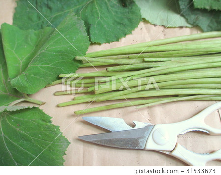 Prepare a Fudge of Fuki Cutting Leaves (Fruit Harvested) Prepare a Fudge of Fuki Cutting Leaves (Fruit Harvested) 31533673