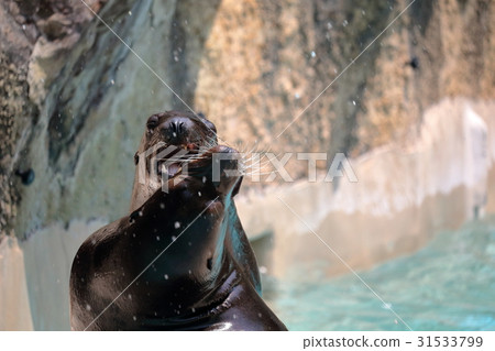 Sea lion The face is scary Sea lion The face is scary 31533799