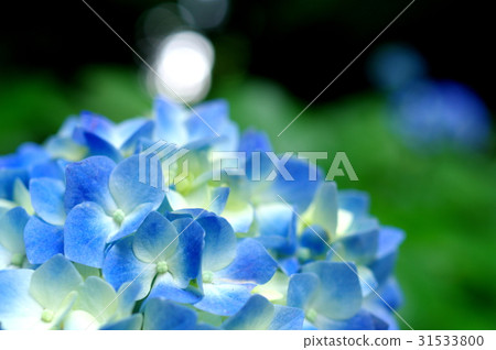 Soft image of blue series hydrangea Deep green background Focus on petals in front of blur Soft image of blue series hydrangea Deep green background Focus on petals in front of blur 31533800