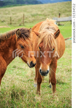 Yonaguni horse near Yonagunijima Higashi ranch 31534512