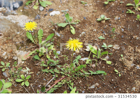 Dandelion Dandelion 31534530
