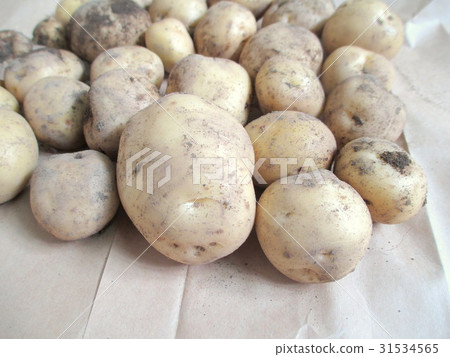 New potato with freshly harvested soil 31534565