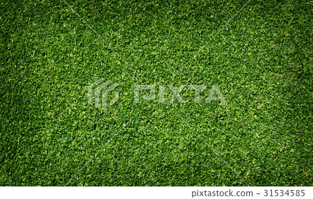 grass background Golf Courses green lawn 31534585