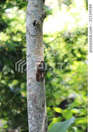 Abra Zemi staying in a tree 31534594