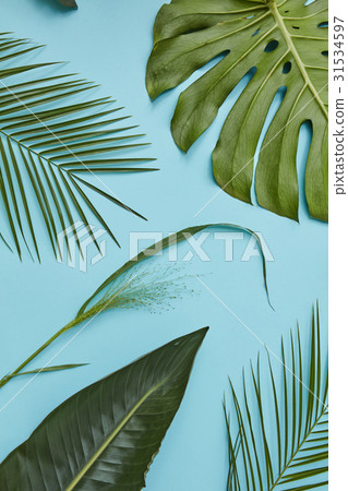 Green leaves isolated 31534597