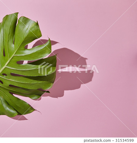 Leaf Monstera on pink background 31534599