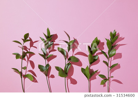 Branches leaves on a pink background. 31534600