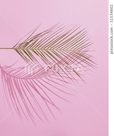 Tropical Palm Leaf Tropical Palm Leaf 31534602