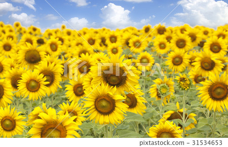 Sunflower garden blossom 31534653