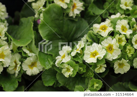 報春花·Obconica花 31534664