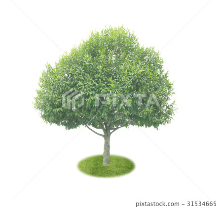 Green tree leaves isolated 31534665