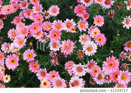 雛菊 雛菊 31534717