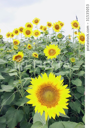 在Zama向日葵節日的花園裡,夏天的花朵一下子綻放“Himawari”的大花 在Zama向日葵節日的花園裡,夏天的花朵一下子綻放“Himawari”的大花 31535053
