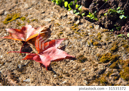 maple leaf with autumn colors maple leaf with autumn colors 31535372