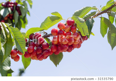 Red sweet cherries on the branch 31535790